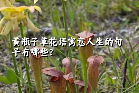 黄瓶子草花语寓意人生的句子有哪些？