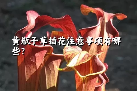 黄瓶子草插花注意事项有哪些？