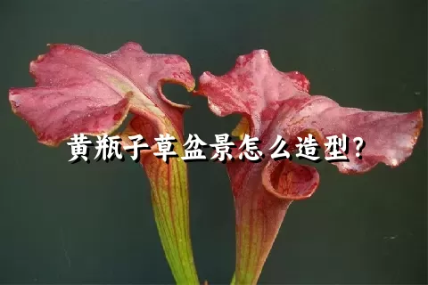 黄瓶子草盆景怎么造型？