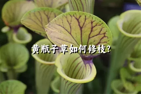 黄瓶子草如何修枝？