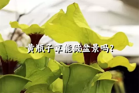 黄瓶子草能做盆景吗？