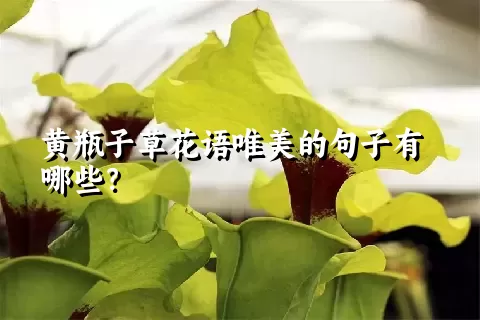 黄瓶子草花语唯美的句子有哪些？