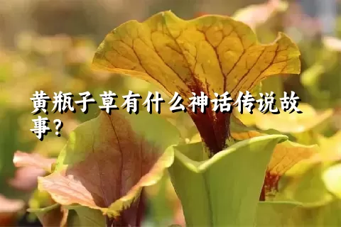 黄瓶子草有什么神话传说故事？