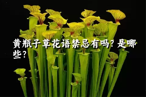 黄瓶子草花语禁忌有吗？是哪些？