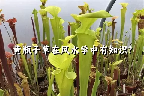 黄瓶子草在风水学中有知识？