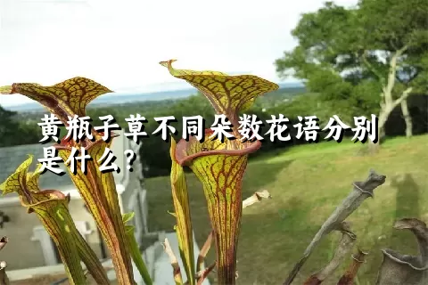 黄瓶子草不同朵数花语分别是什么？