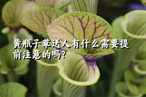 黄瓶子草送人有什么需要提前注意的吗？