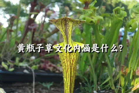 黄瓶子草文化内涵是什么？