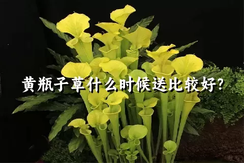 黄瓶子草什么时候送比较好？