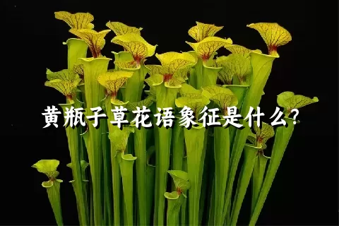 黄瓶子草花语象征是什么？