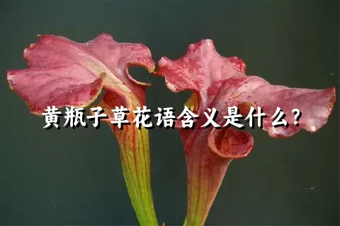 黄瓶子草花语含义是什么？