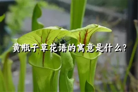 黄瓶子草花语的寓意是什么？