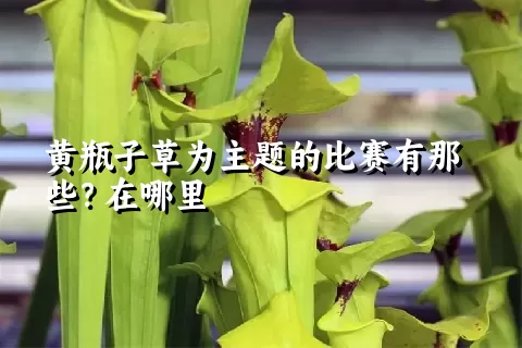 黄瓶子草为主题的比赛有那些？在哪里