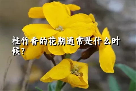 桂竹香的花期通常是什么时候？