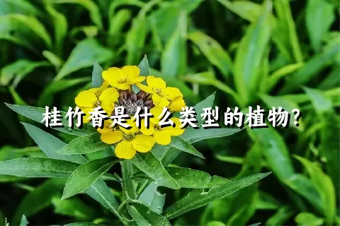 桂竹香是什么类型的植物？