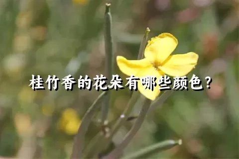 桂竹香的花朵有哪些颜色？