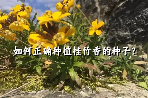 如何正确种植桂竹香的种子？