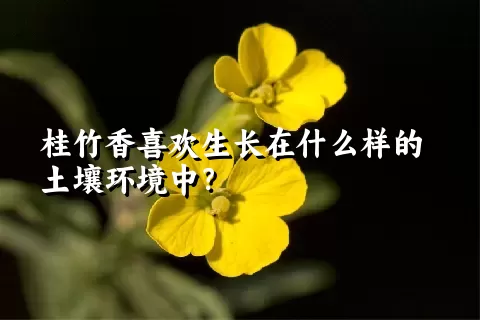 桂竹香喜欢生长在什么样的土壤环境中？