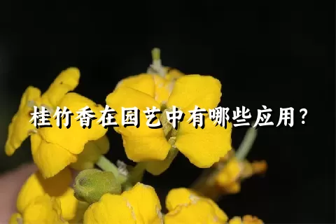 桂竹香在园艺中有哪些应用？