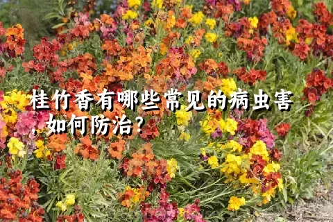 桂竹香有哪些常见的病虫害，如何防治？