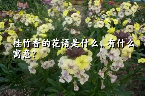 桂竹香的花语是什么，有什么寓意？