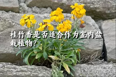 桂竹香是否适合作为室内盆栽植物？