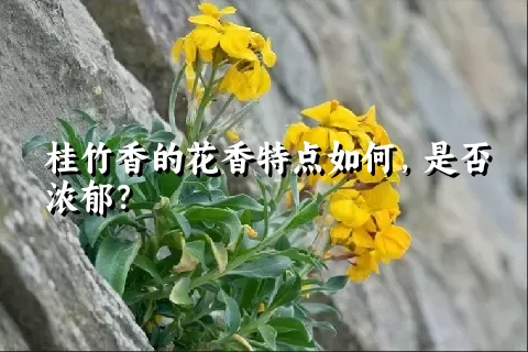 桂竹香的花香特点如何，是否浓郁？