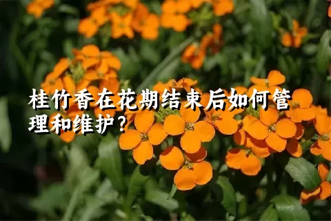 桂竹香在花期结束后如何管理和维护？