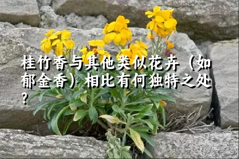 桂竹香与其他类似花卉（如郁金香）相比有何独特之处？