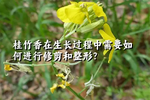 桂竹香在生长过程中需要如何进行修剪和整形？