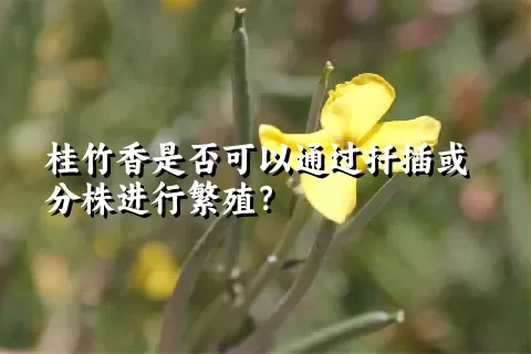 桂竹香是否可以通过扦插或分株进行繁殖？