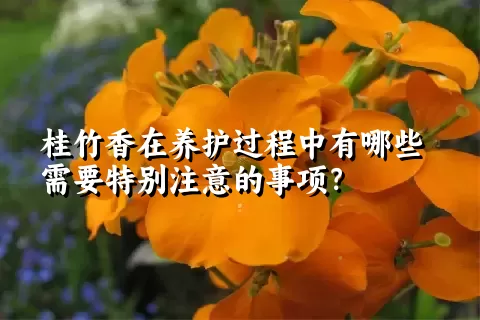 桂竹香在养护过程中有哪些需要特别注意的事项？