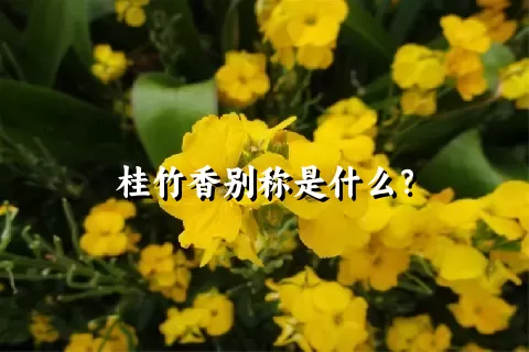 桂竹香别称是什么？