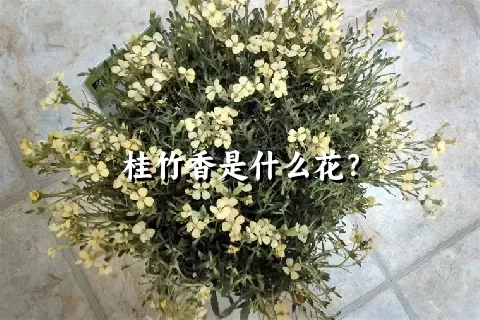 桂竹香是什么花？