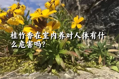 桂竹香在室内养对人体有什么危害吗？