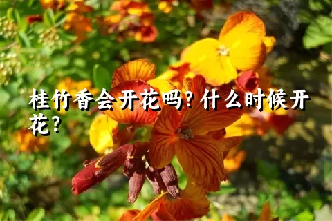 桂竹香会开花吗？什么时候开花？