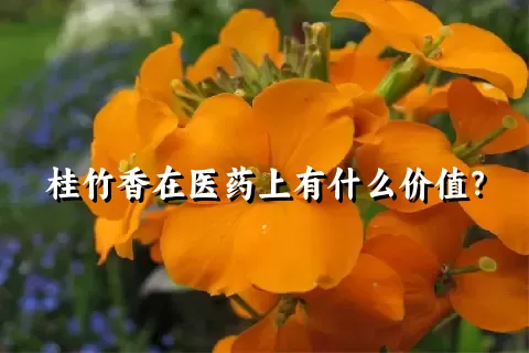 桂竹香在医药上有什么价值？