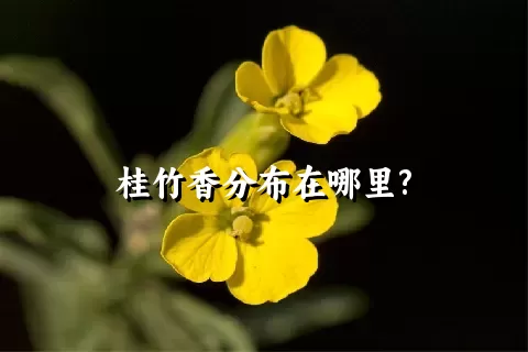 桂竹香分布在哪里?