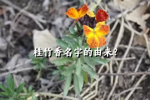 桂竹香名字的由来？