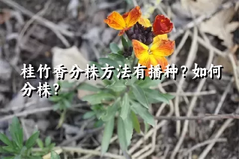 桂竹香分株方法有播种？如何分株？