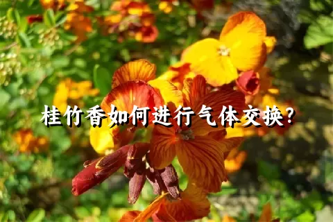 桂竹香如何进行气体交换？