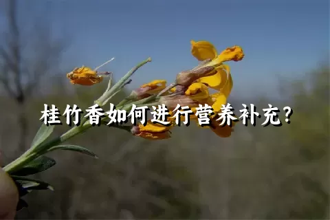 桂竹香如何进行营养补充？