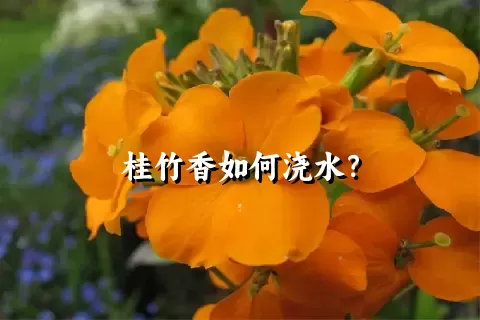 桂竹香如何浇水？