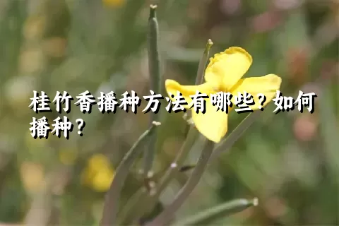 桂竹香播种方法有哪些？如何播种？