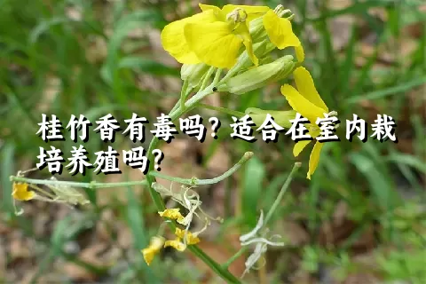 桂竹香有毒吗？适合在室内栽培养殖吗？