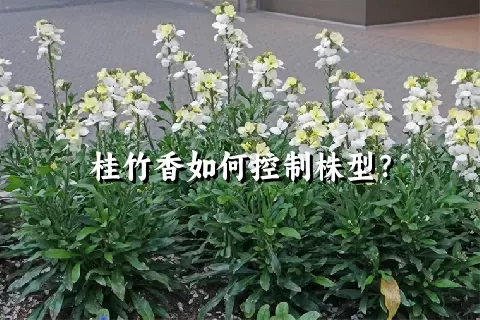 桂竹香如何控制株型？