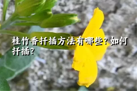 桂竹香扦插方法有哪些？如何扦插？