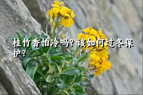 桂竹香怕冷吗？该如何过冬保护？