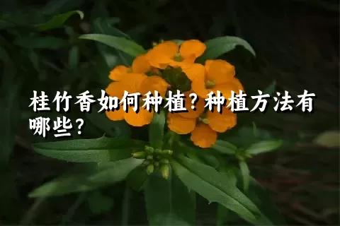 桂竹香如何种植？种植方法有哪些？