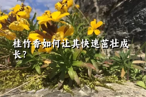 桂竹香如何让其快速茁壮成长？